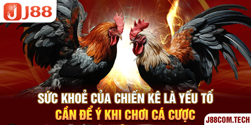 Sức khoẻ của chiến kê là yếu tố cần để ý khi chơi cá cược